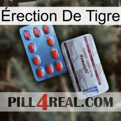 Érection De Tigre 36